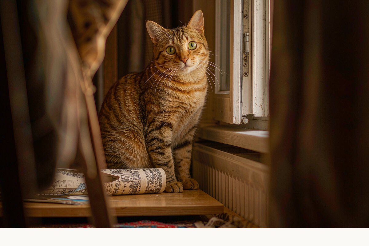 猫咪