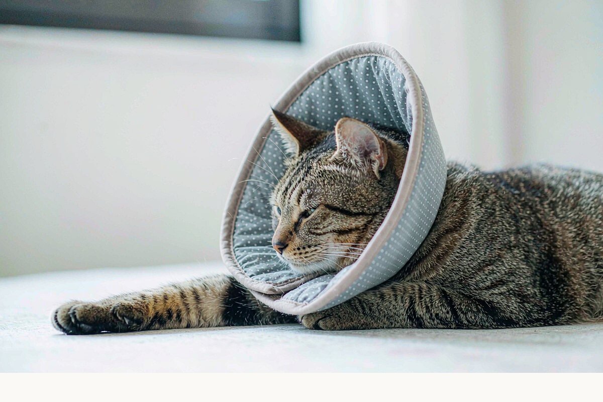 猫绝育值不值得?术前术后注意