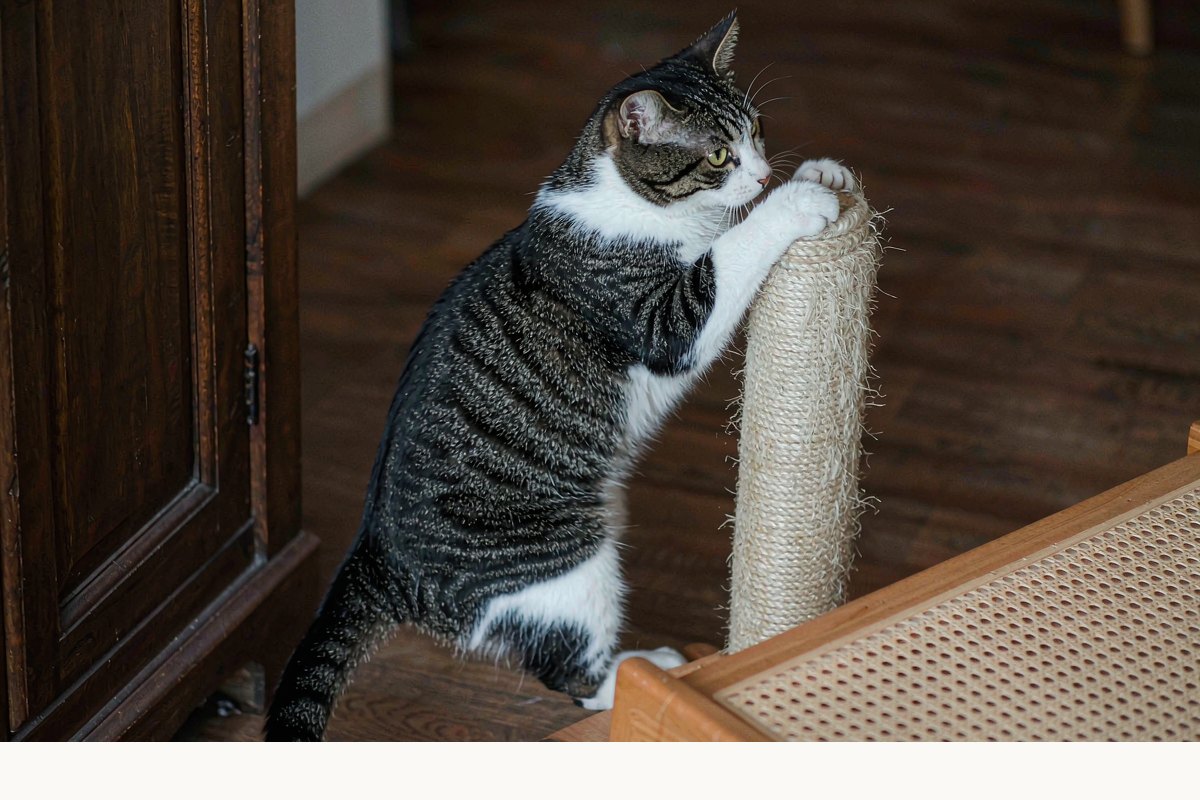 猫抓板和猫爬架怎么选?保住沙发的正确姿势
