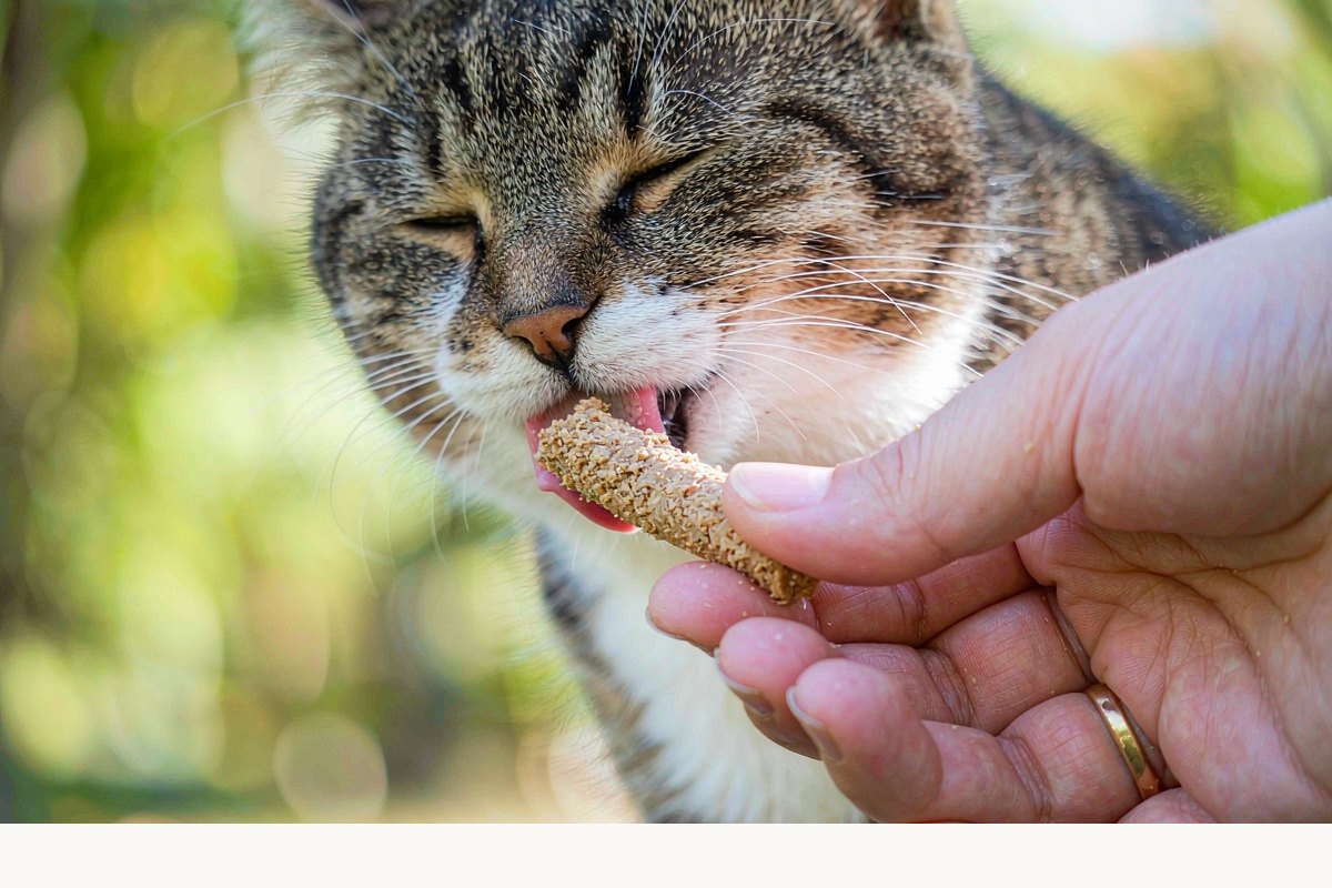 猫零食怎么挑?别把零食当饭吃
