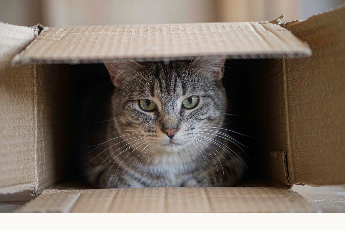 猫应激与安抚:搬家洗澡不炸毛