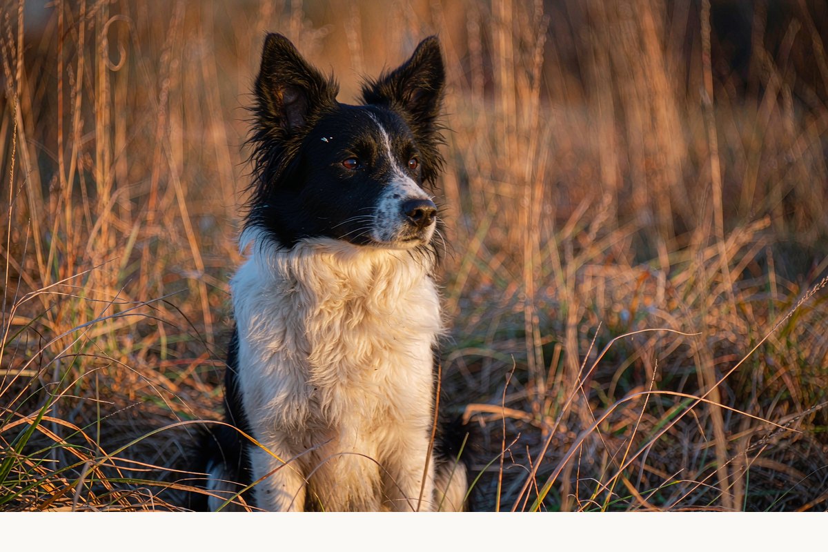 聪明犬种怎么选(边牧 / 贵宾 / 喜乐蒂)