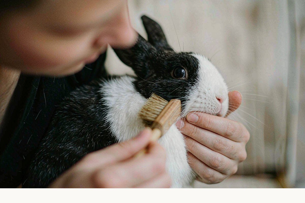 兔子能不能洗澡? grooming 要点